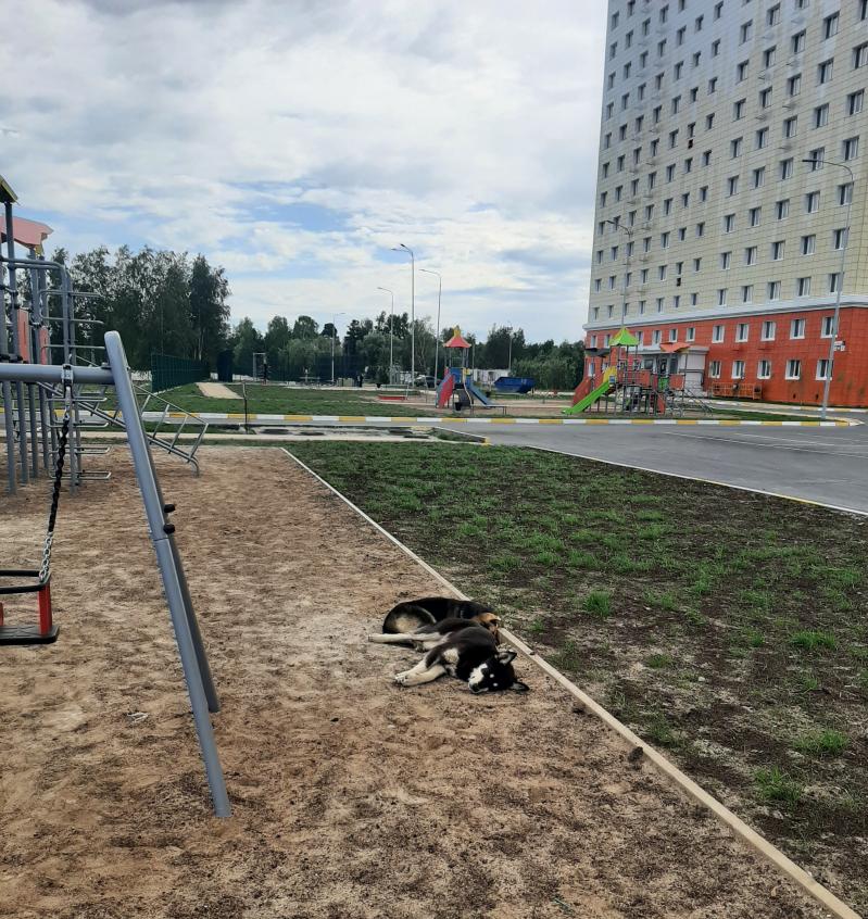 Так как ЖК «Gold Fish» находится в отдаленном промышленном районе города, тут немало собак. Те, что на фото, чипированные, не агрессивные. Фото автора