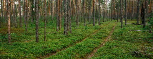 Где в ХМАО самые злые клещи, рассказали в Роспотребнадзоре