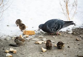Школьникам, которые помогут подсчитать воробьев в Сургуте, добавят баллов к ЕГЭ
