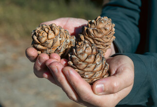 В ХМАО сборщик шишек застрелил коллегу, перепутав его с медведем